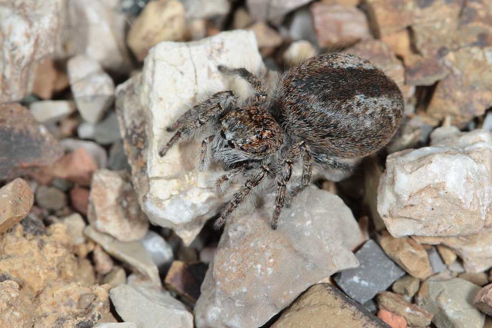 Philaeus chrysops (servizio fotografico completo)